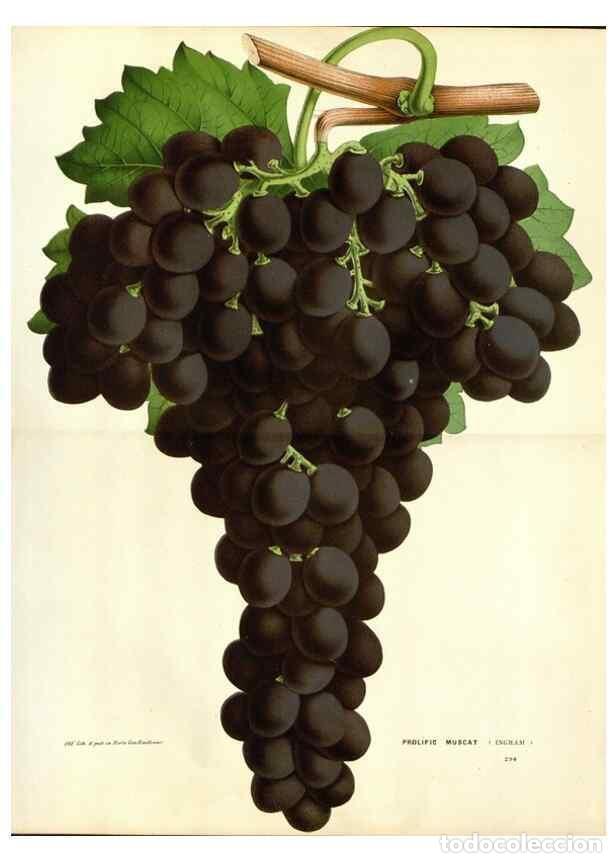 Collectionnisme de Revues et Journaux: Reproducci&oacute;n/Reproduction 49588624247: Flore des serres et des jardins de l'Europe. A Gand :chez Lou