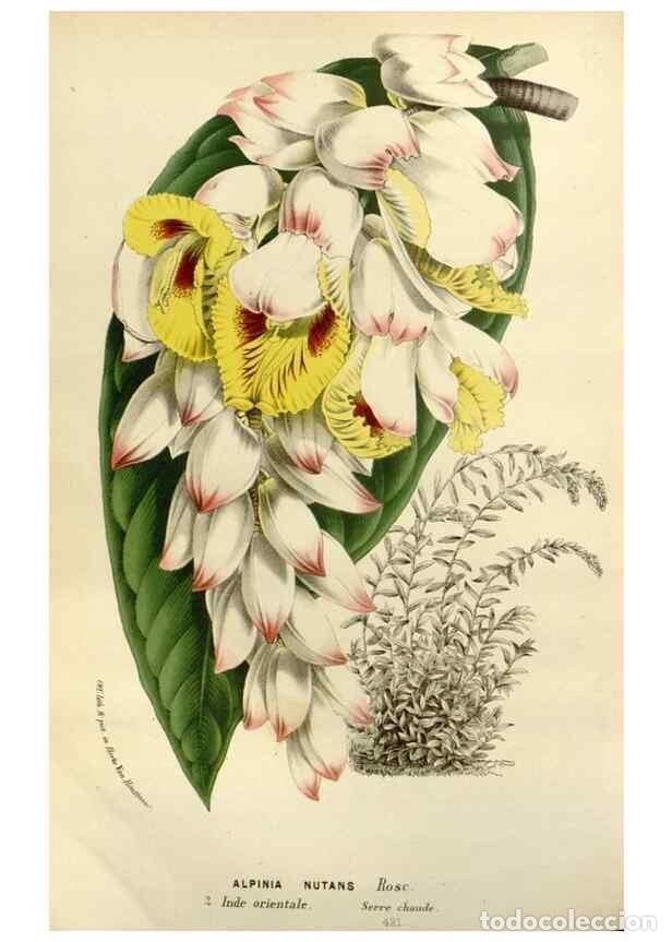 Collectionnisme de Revues et Journaux: Reproducci&oacute;n/Reproduction 49588374511: Flore des serres et des jardins de l'Europe. A Gand :chez Lou