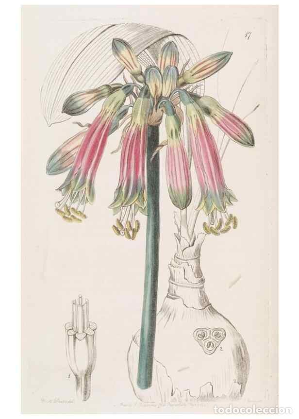 Collectionnisme de Revues et Journaux: Reproducci&oacute;n/Reproduction 49817645391: Edwards's botanical register.. London :James Ridgway,1829-184