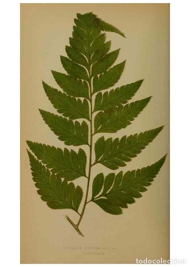 Collection Magazines and Newspapers: Reproducci&oacute;n/Reproduction 49627957198: Ferns: British and exotic.... London,Groombridge and Sons,185