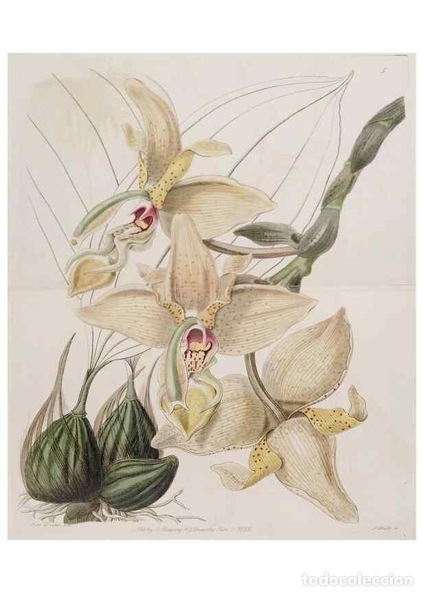 Collection Magazines and Newspapers: Reproducci&oacute;n/Reproduction 49817736686: Edwards's botanical register.. London :James Ridgway,1829-184