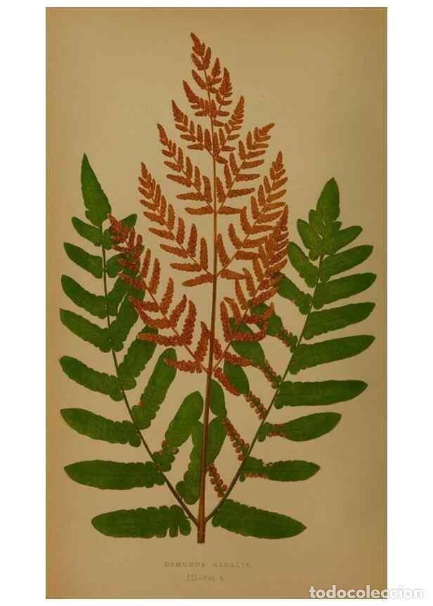Collection Magazines and Newspapers: Reproducci&oacute;n/Reproduction 49628473166: Ferns: British and exotic.... London,Groombridge and Sons,185