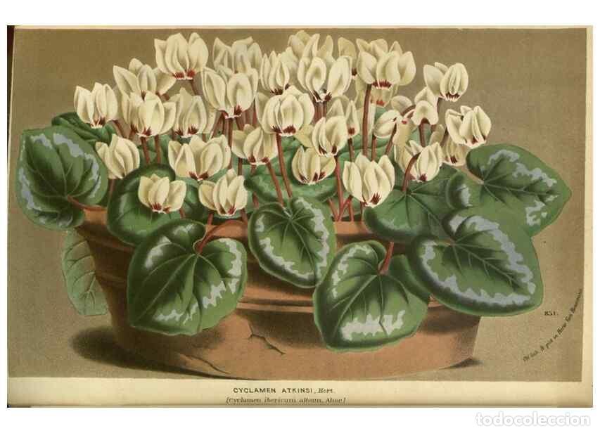 Collection Magazines and Newspapers: Reproducci&oacute;n/Reproduction 49588137073: Flore des serres et des jardins de l'Europe. A Gand :chez Lou