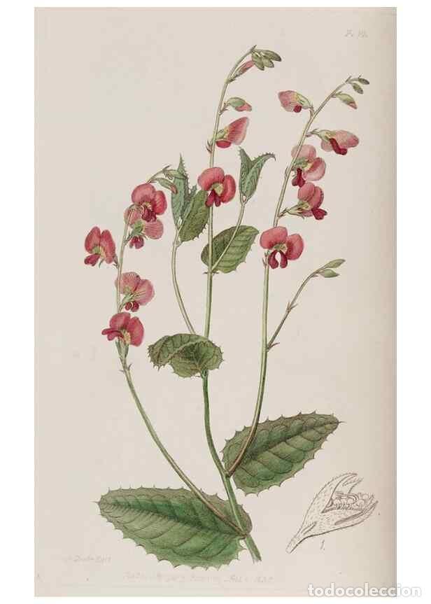 Collection Magazines and Newspapers: Reproducci&oacute;n/Reproduction 49817201903: Edwards's botanical register.. London :James Ridgway,1829-184