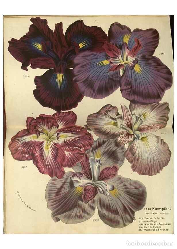 Collection Magazines and Newspapers: Reproducci&oacute;n/Reproduction 49588628941: Flore des serres et des jardins de l'Europe. A Gand :chez Lou