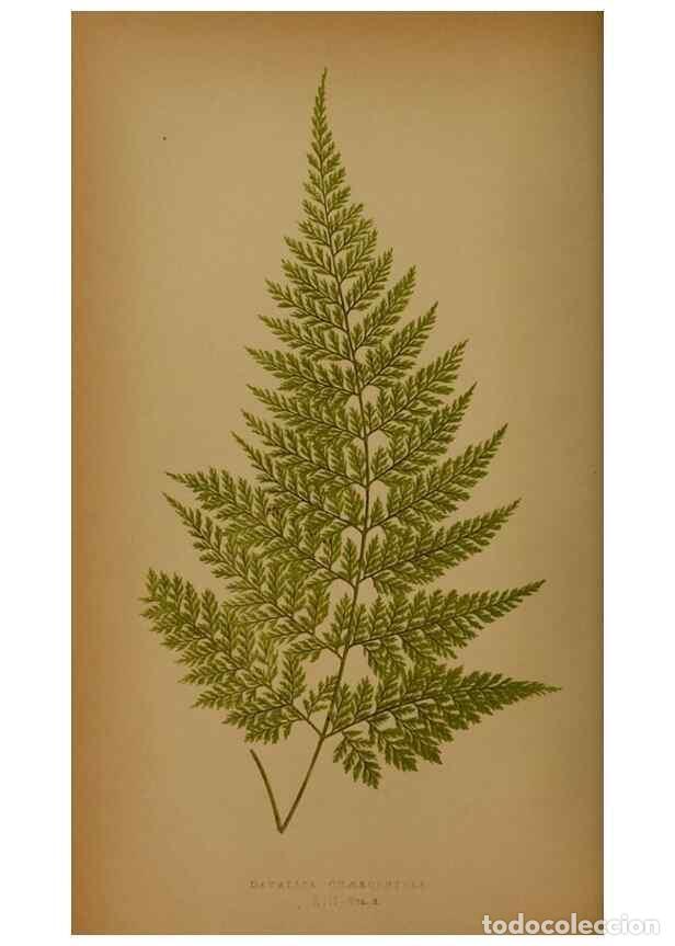 Collection Magazines and Newspapers: Reproducci&oacute;n/Reproduction 49628474691: Ferns: British and exotic.... London,Groombridge and Sons,185
