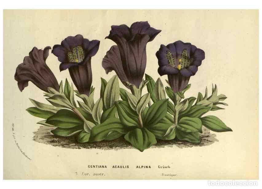 Collection Magazines and Newspapers: Reproducci&oacute;n/Reproduction 49588872797: Flore des serres et des jardins de l'Europe. A Gand :chez Lou