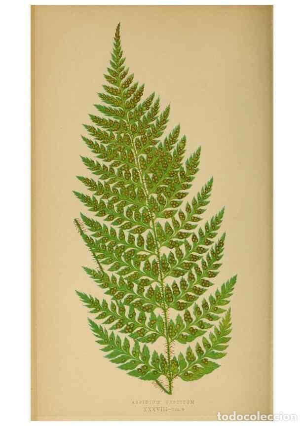 Collection Magazines and Newspapers: Reproducci&oacute;n/Reproduction 49627230166: Ferns: British and exotic.... London,Groombridge and Sons,185