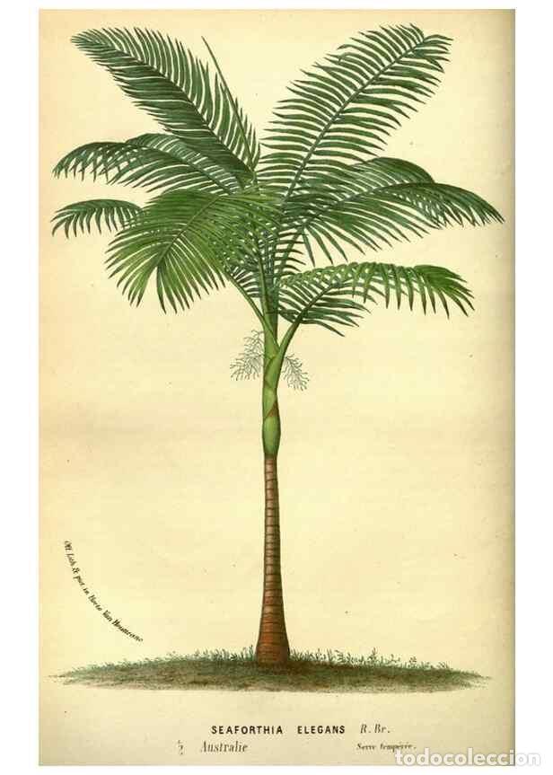 Collection Magazines and Newspapers: Reproducci&oacute;n/Reproduction 49587635398: Flore des serres et des jardins de l'Europe. A Gand :chez Lou