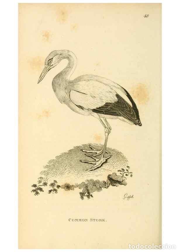 Collection Magazines and Newspapers: Reproducci&oacute;n/Reproduction 49831182017: General zoology, or Systematic natural history. London,Printe