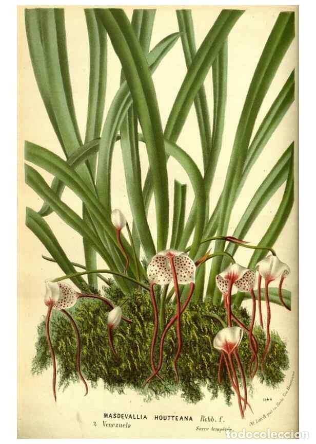 Collection Magazines and Newspapers: Reproducci&oacute;n/Reproduction 49588372177: Flore des serres et des jardins de l'Europe. A Gand :chez Lou