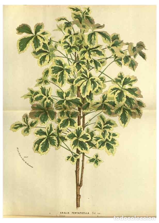 Collection Magazines and Newspapers: Reproducci&oacute;n/Reproduction 49588123681: Flore des serres et des jardins de l'Europe. A Gand :chez Lou