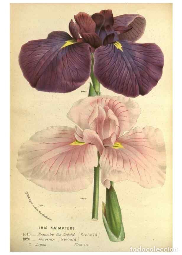 Collection Magazines and Newspapers: Reproducci&oacute;n/Reproduction 49588122376: Flore des serres et des jardins de l'Europe. A Gand :chez Lou