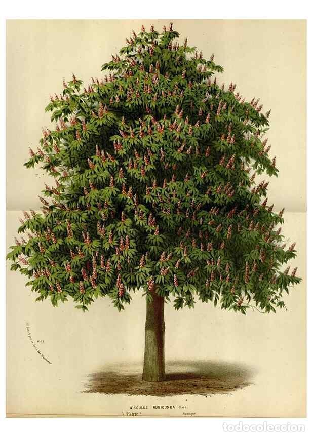 Collection Magazines and Newspapers: Reproducci&oacute;n/Reproduction 49588276221: Flore des serres et des jardins de l'Europe. A Gand :chez Lou