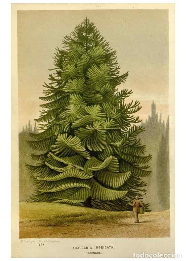 Collection Magazines and Newspapers: Reproducci&oacute;n/Reproduction 49588624802: Flore des serres et des jardins de l'Europe. A Gand :chez Lou