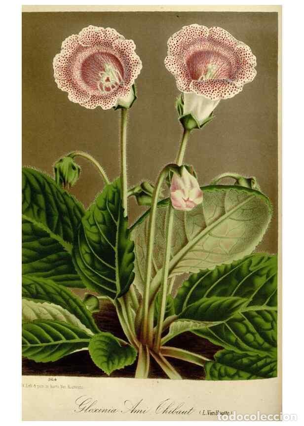 Collection Magazines and Newspapers: Reproducci&oacute;n/Reproduction 49588261306: Flore des serres et des jardins de l'Europe. A Gand :chez Lou