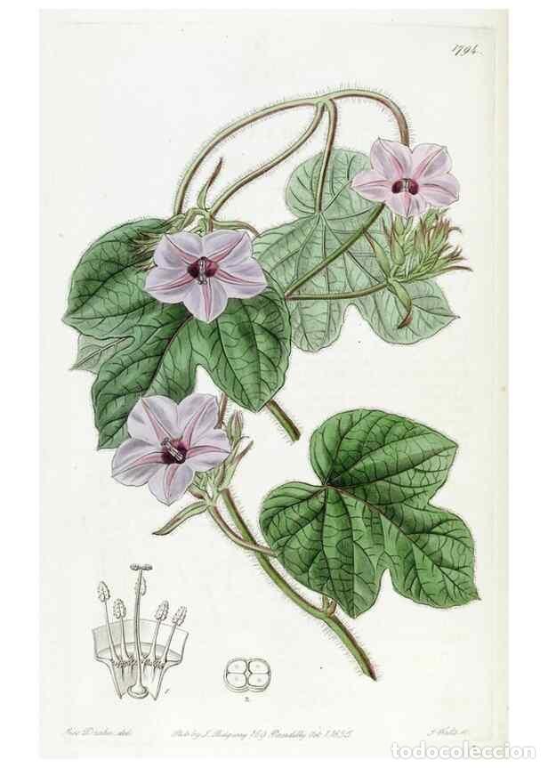 Collection Magazines and Newspapers: Reproducci&oacute;n/Reproduction 49822818732: Edwards's botanical register.. London :James Ridgway,1829-184