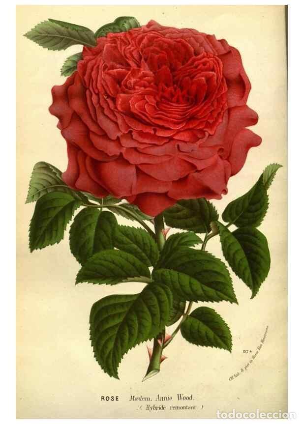 Collection Magazines and Newspapers: Reproducci&oacute;n/Reproduction 49588380637: Flore des serres et des jardins de l'Europe. A Gand :chez Lou