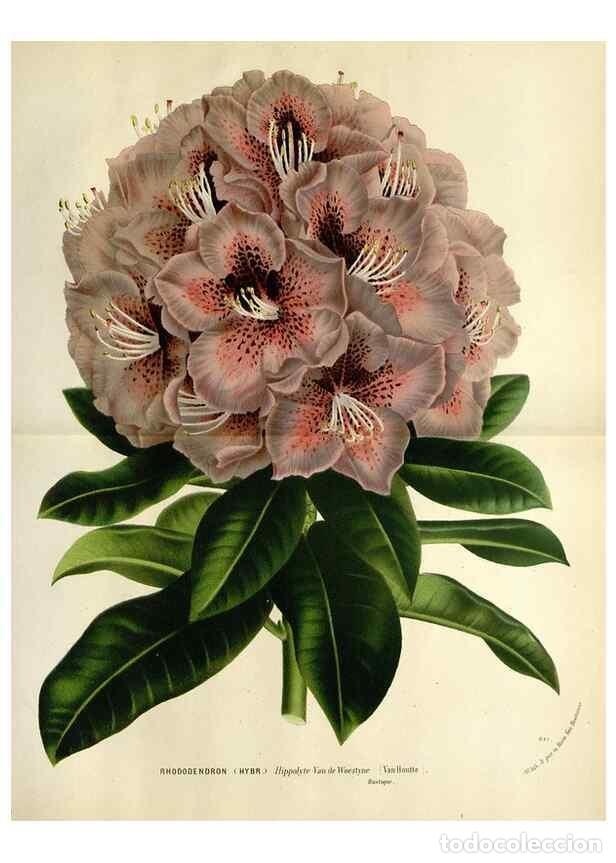 Collezionismo di Riviste e Giornali: Reproducci&oacute;n/Reproduction 49588603407: Flore des serres et des jardins de l'Europe. A Gand :chez Lou