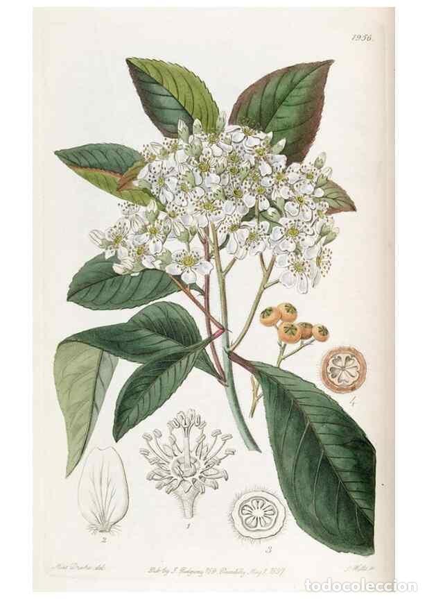 Collezionismo di Riviste e Giornali: Reproducci&oacute;n/Reproduction 49822345362: Edwards's botanical register.. London :James Ridgway,1829-184