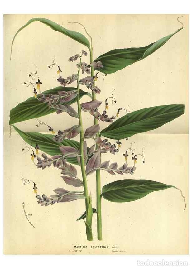 Collezionismo di Riviste e Giornali: Reproducci&oacute;n/Reproduction 49588365567: Flore des serres et des jardins de l'Europe. A Gand :chez Lou