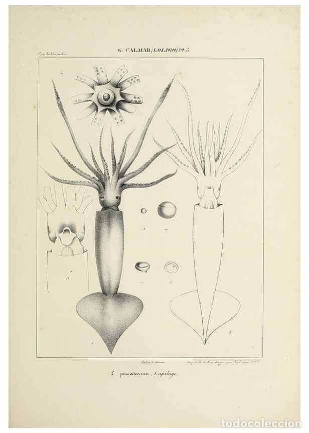 Collezionismo di Riviste e Giornali: Reproducci&oacute;n/Reproduction 49435159132: Histoire naturelle, g&eacute;n&eacute;rale et particuli&egrave;re des c&eacute;phalopodes