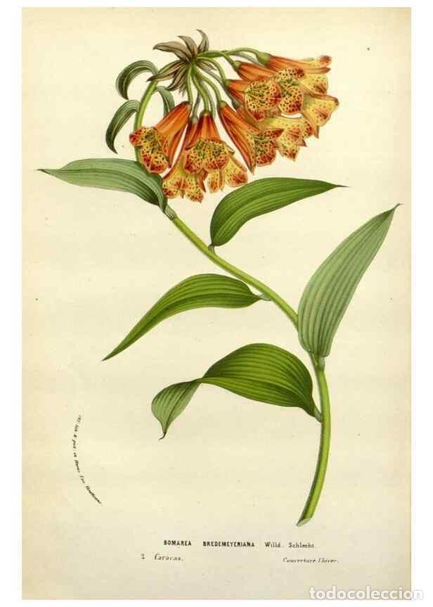 Collection Magazines and Newspapers: Reproducci&oacute;n/Reproduction 49588367561: Flore des serres et des jardins de l'Europe. A Gand :chez Lou