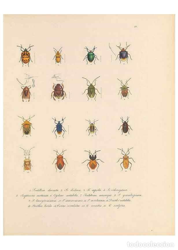 Collection Magazines and Newspapers: Reproducci&oacute;n/Reproduction 49430834233: Delectus animalium articulatorum :. Monachii :Impensis Editor