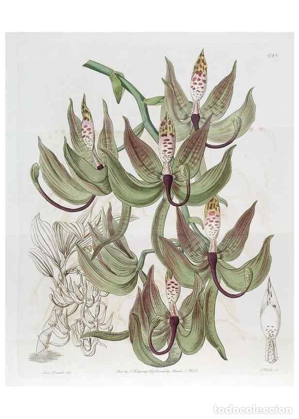 Collection Magazines and Newspapers: Reproducci&oacute;n/Reproduction 49821941348: Edwards's botanical register.. London :James Ridgway,1829-184