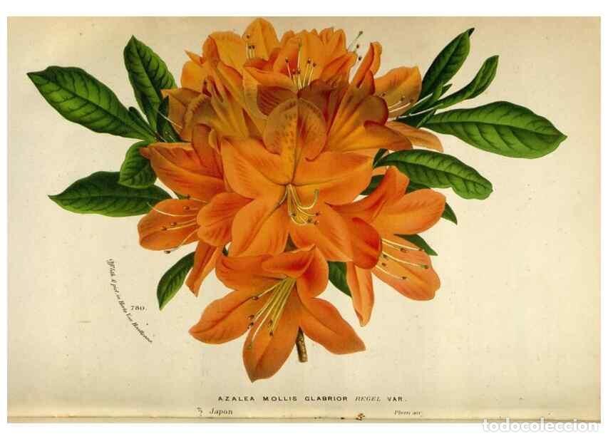 Collection Magazines and Newspapers: Reproducci&oacute;n/Reproduction 49588060996: Flore des serres et des jardins de l'Europe. A Gand :chez Lou