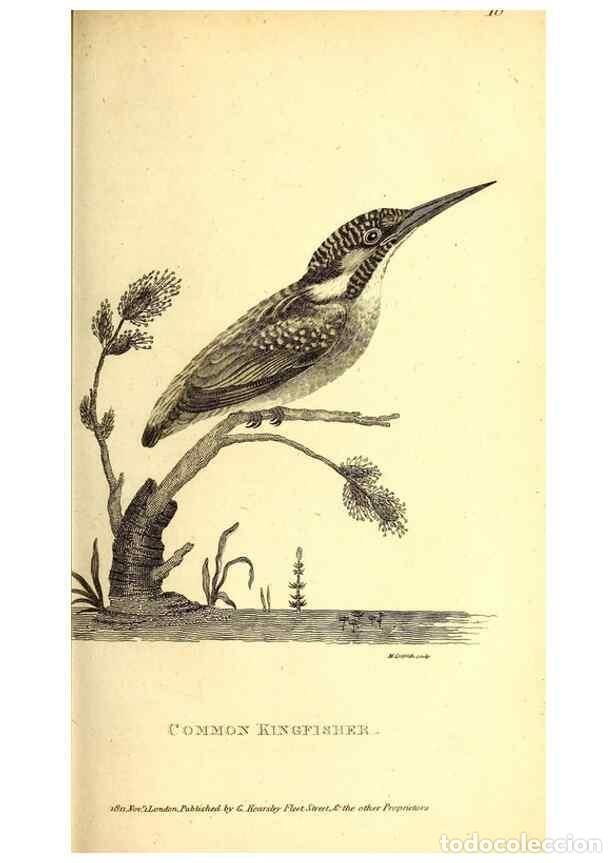 Sammeln von Zeitschriften und Zeitungen: Reproducci&oacute;n/Reproduction 49829633878: General zoology, or Systematic natural history. London,Printe