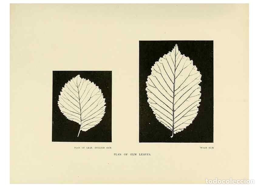 Coleccionismo de Revistas y Peri&oacute;dicos: Reproducci&oacute;n/Reproduction 49419877588: British trees /. London :Hutchinson,1907.. - Cole, Rex Vicat,