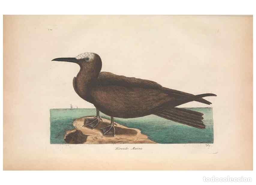 Coleccionismo de Revistas y Peri&oacute;dicos: Reproducci&oacute;n/Reproduction 49456883166: The natural history of Carolina, Florida, and the Bahama Isla