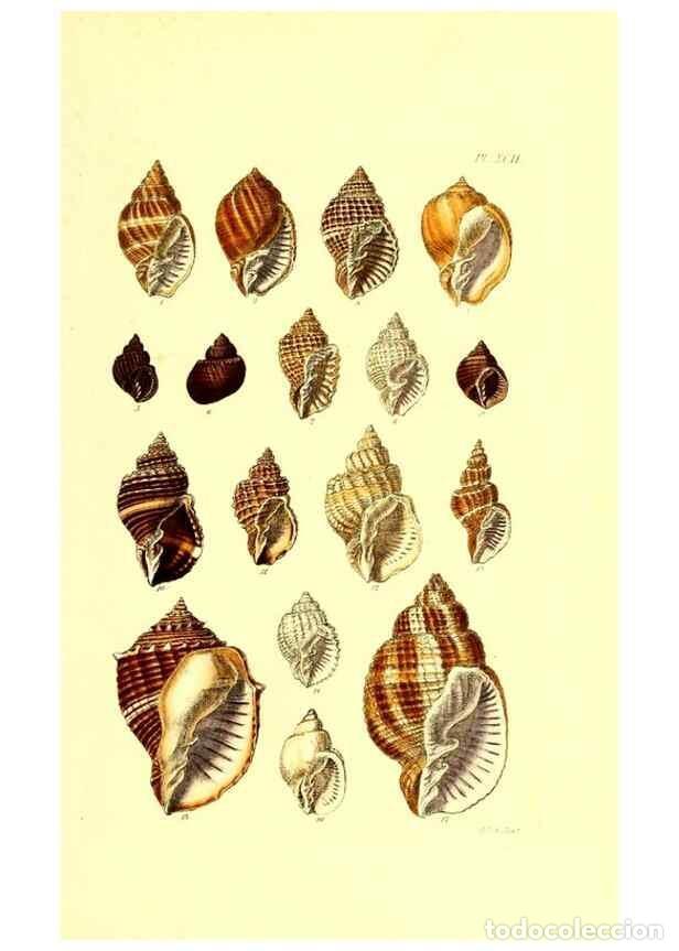 Coleccionismo de Revistas y Peri&oacute;dicos: Reproducci&oacute;n/Reproduction 49492121627: Thesaurus conchyliorum, or, Monographs of genera of shells. L