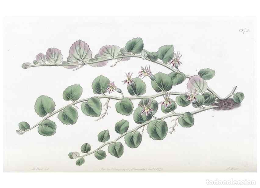 Coleccionismo de Revistas y Peri&oacute;dicos: Reproducci&oacute;n/Reproduction 49824810988: Edwards's botanical register.. London :James Ridgway,1829-184