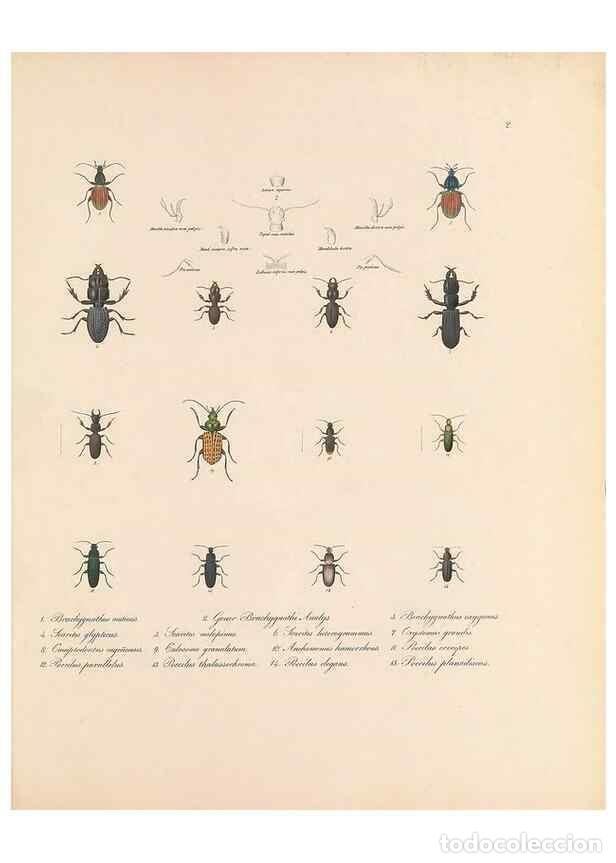 Coleccionismo de Revistas y Peri&oacute;dicos: Reproducci&oacute;n/Reproduction 49431297566: Delectus animalium articulatorum :. Monachii :Impensis Editor