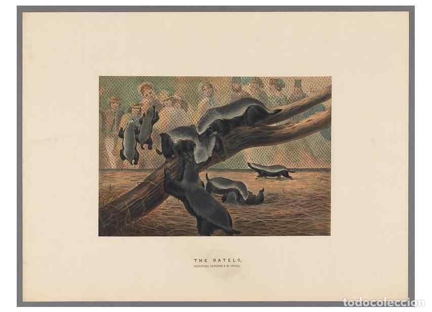 Coleccionismo de Revistas y Peri&oacute;dicos: Reproducci&oacute;n/Reproduction 49419121171: Zoological sketches /. London :Henry Graves,1861-1867.. - Wol