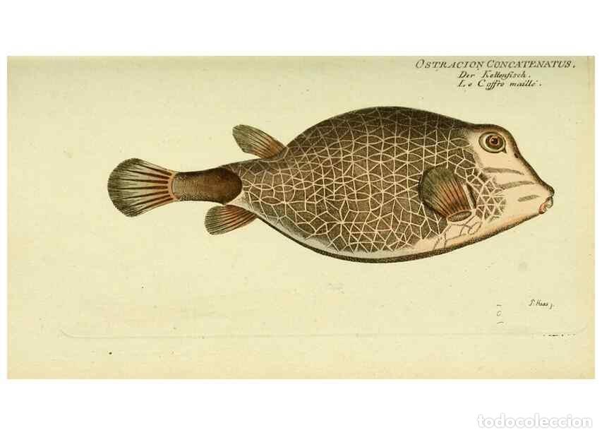 Colecionismo de Revistas e Jornais: Reproducci&oacute;n/Reproduction 49825970201: D. Marcus Elieser Bloch's, aus&uuml;benden Arztes zu Berlin ... Oe