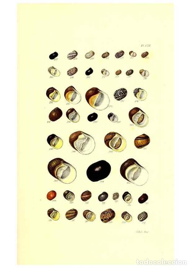 Colecionismo de Revistas e Jornais: Reproducci&oacute;n/Reproduction 49491917551: Thesaurus conchyliorum, or, Monographs of genera of shells. L