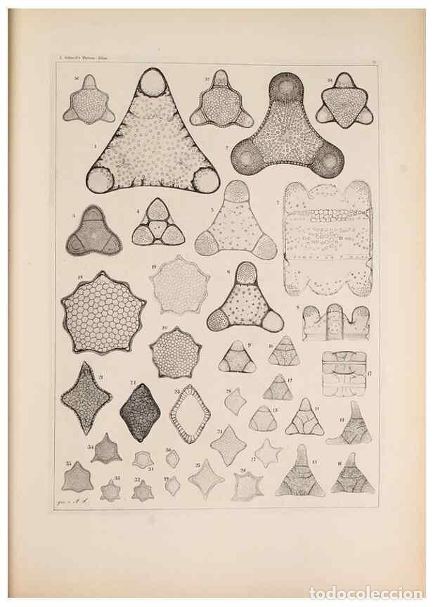 Colecionismo de Revistas e Jornais: Reproducci&oacute;n/Reproduction 49389864272: Atlas der Diatomaceen-Kunde /. Leipzig :O.R. Reisland,[1874-1