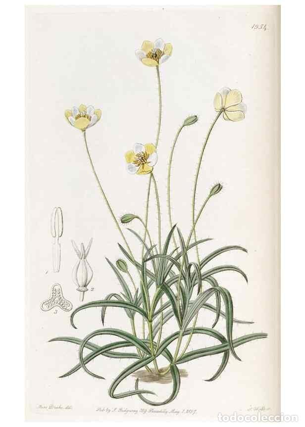 Colecionismo de Revistas e Jornais: Reproducci&oacute;n/Reproduction 49821494718: Edwards's botanical register.. London :James Ridgway,1829-184