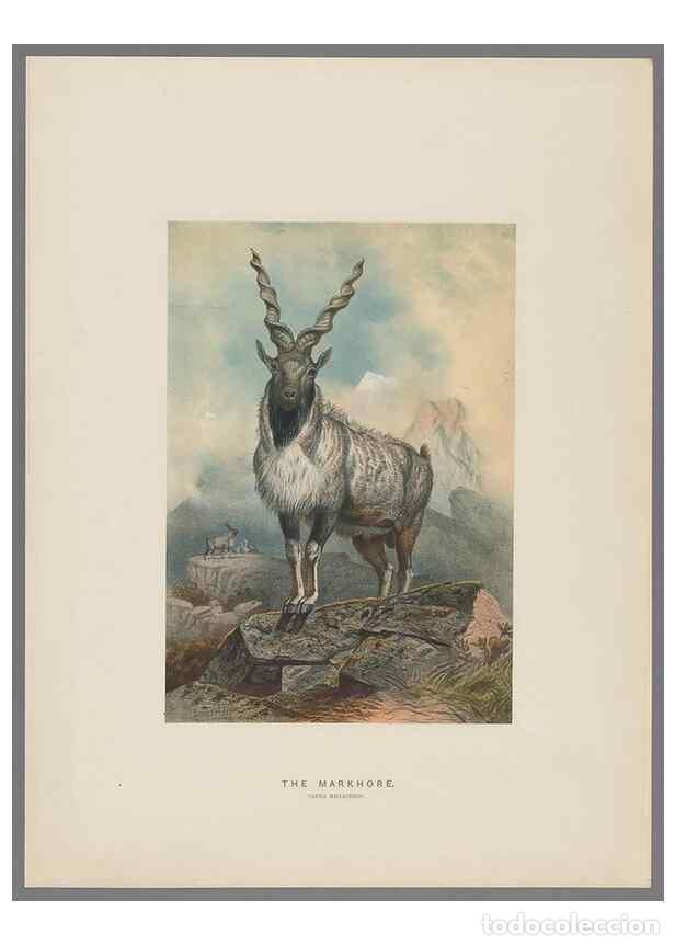 Colecionismo de Revistas e Jornais: Reproducci&oacute;n/Reproduction 49419342402: Zoological sketches /. London :Henry Graves,1861-1867.. - Wol