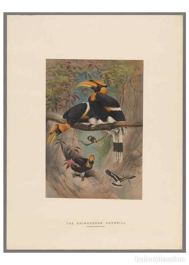 Colecionismo de Revistas e Jornais: Reproducci&oacute;n/Reproduction 49419344302: Zoological sketches /. London :Henry Graves,1861-1867.. - Wol