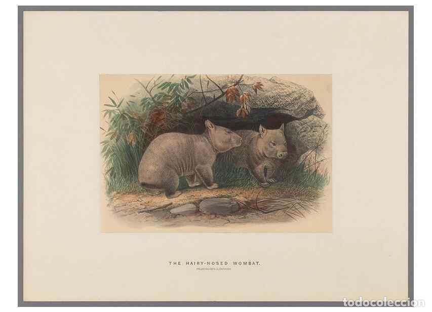 Colecionismo de Revistas e Jornais: Reproducci&oacute;n/Reproduction 49419343722: Zoological sketches /. London :Henry Graves,1861-1867.. - Wol