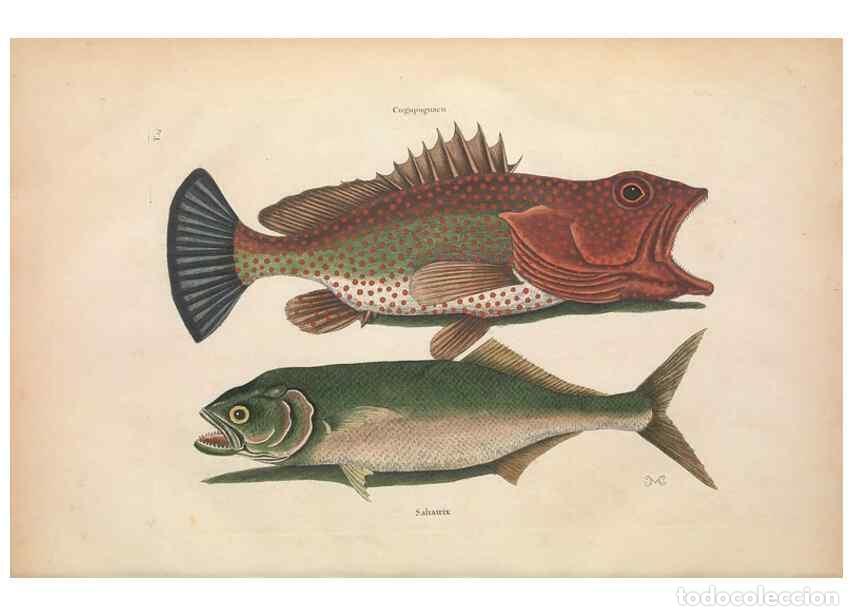 Collectionnisme de Revues et Journaux: Reproducci&oacute;n/Reproduction 49457410327: The natural history of Carolina, Florida, and the Bahama Isla