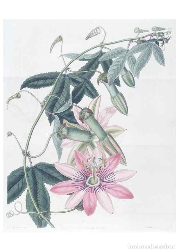 Collectionnisme de Revues et Journaux: Reproducci&oacute;n/Reproduction 49825537112: Edwards's botanical register.. London :James Ridgway,1829-184