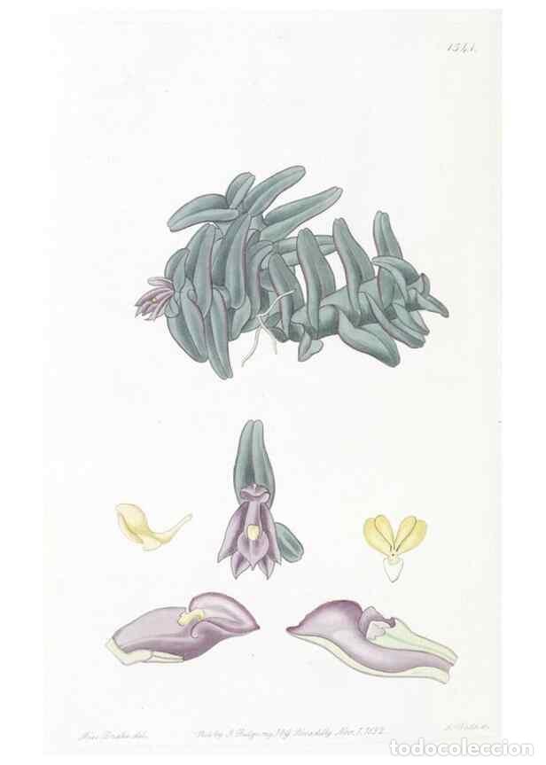 Collectionnisme de Revues et Journaux: Reproducci&oacute;n/Reproduction 49825217236: Edwards's botanical register.. London :James Ridgway,1829-184