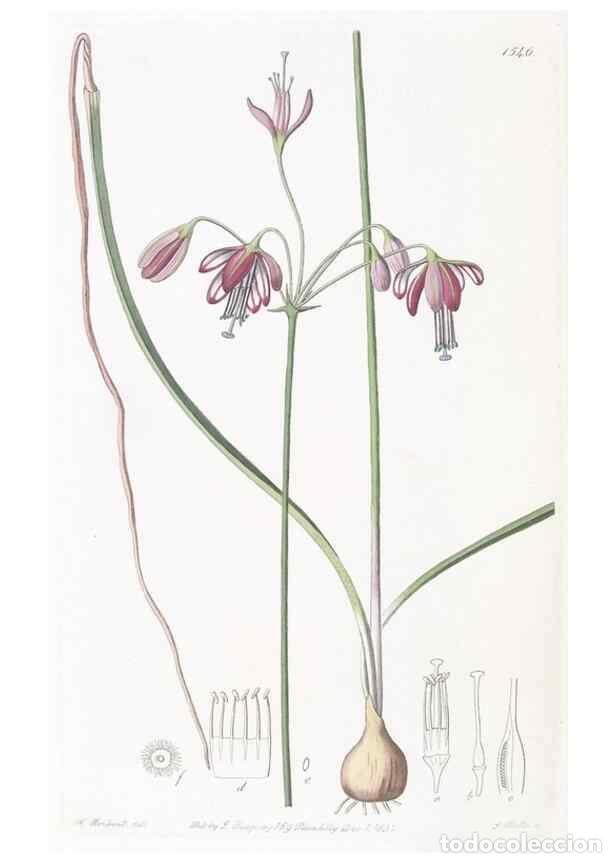 Collectionnisme de Revues et Journaux: Reproducci&oacute;n/Reproduction 49824686093: Edwards's botanical register.. London :James Ridgway,1829-184