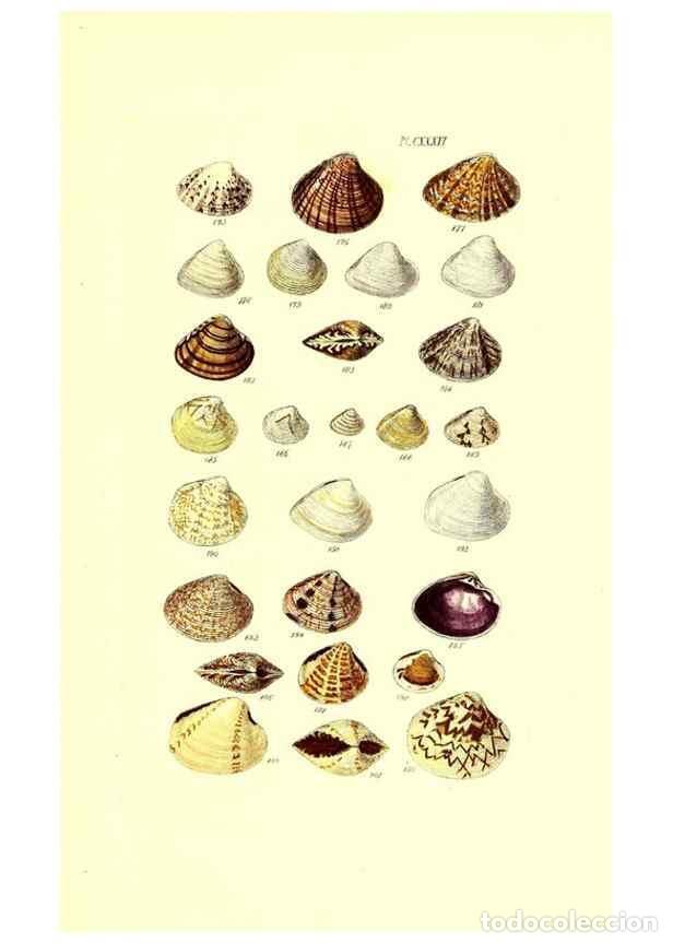 Collectionnisme de Revues et Journaux: Reproducci&oacute;n/Reproduction 49491421118: Thesaurus conchyliorum, or, Monographs of genera of shells. L