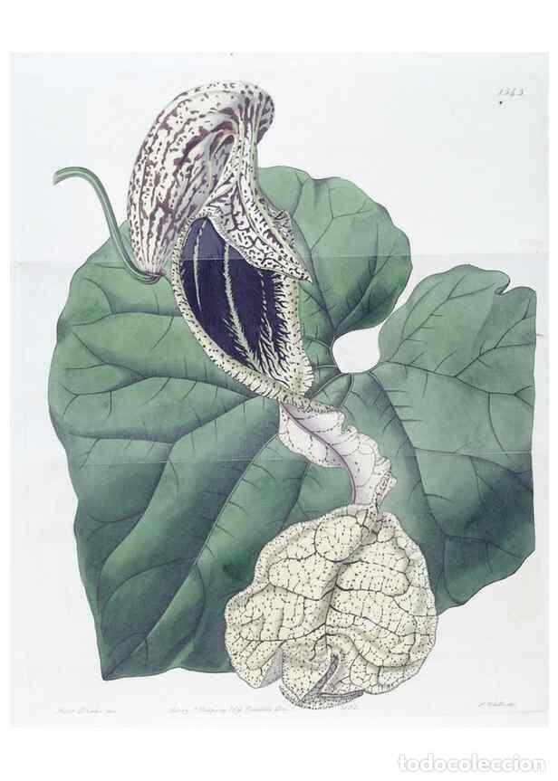 Collectionnisme de Revues et Journaux: Reproducci&oacute;n/Reproduction 49825538712: Edwards's botanical register.. London :James Ridgway,1829-184